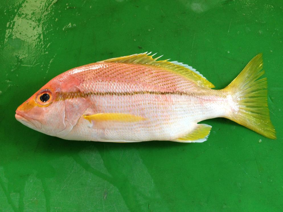 Blownstripe Snapper