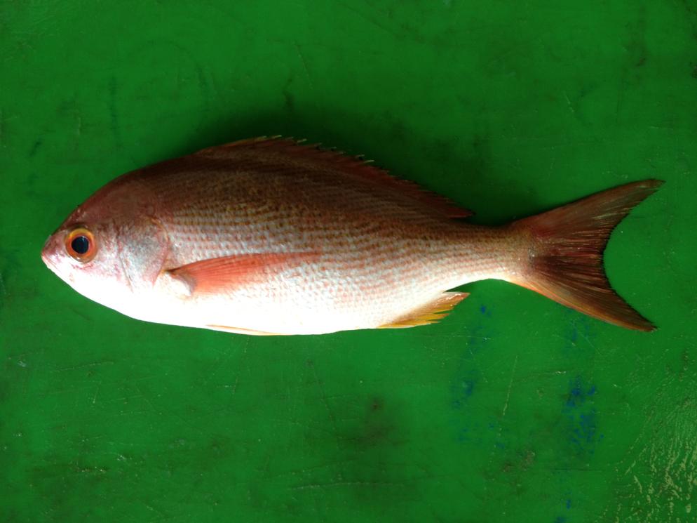 Red Snapper (Slender Pinjalo)