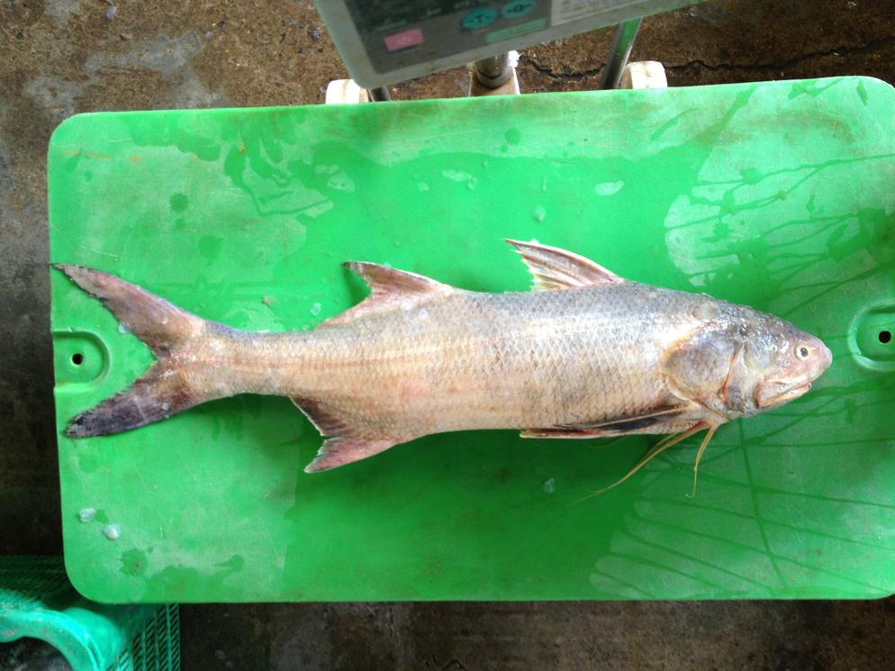 Indian Threadfin