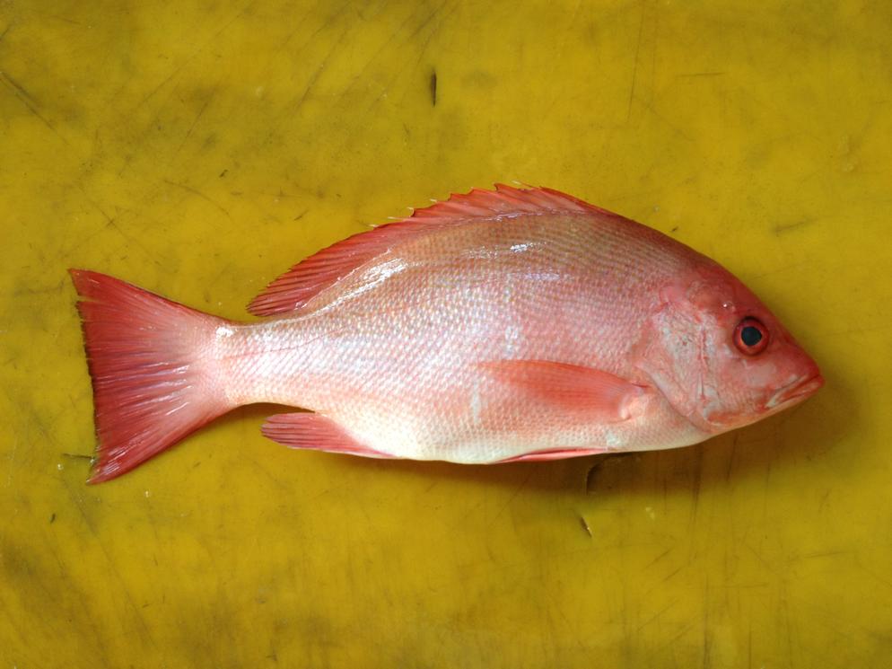 Red Snapper (Crimson Snapper)