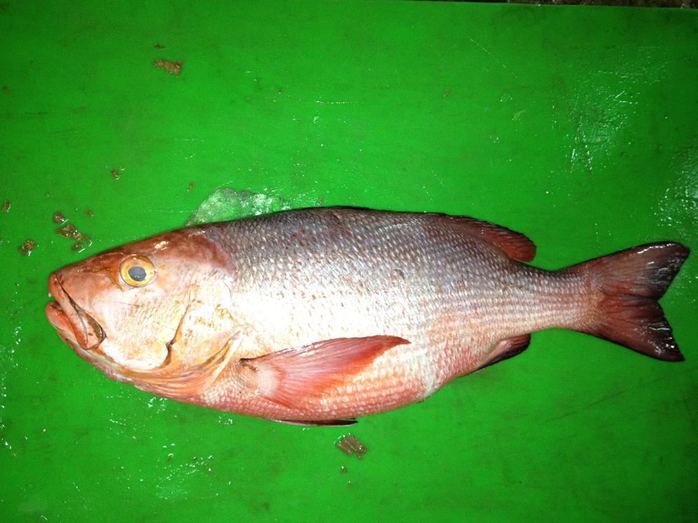 Twospot Red Snapper