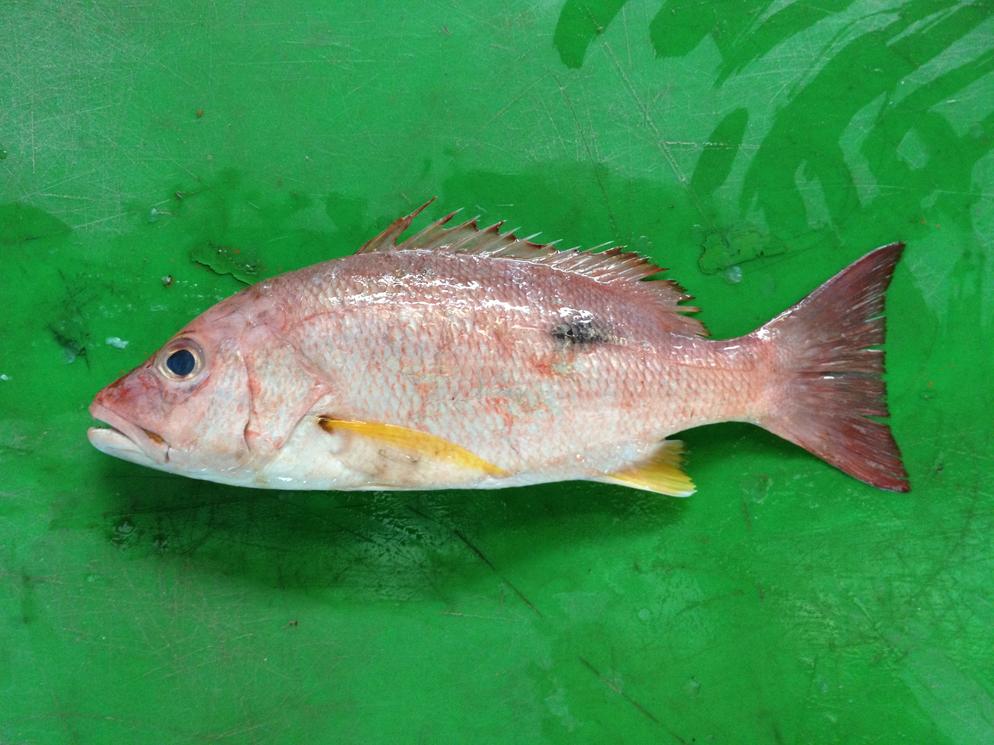 Russell's Snapper