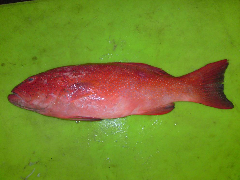 Leopard Coralgrouper