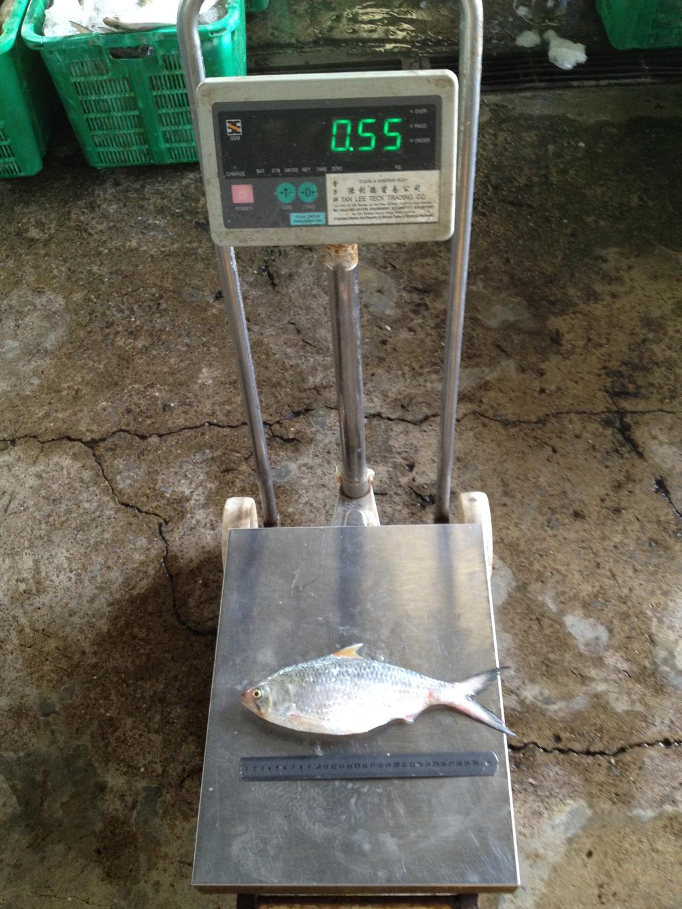 500 800g