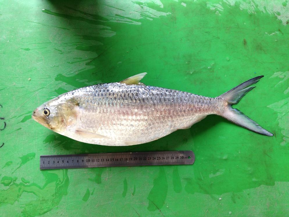 Hilsa Fish