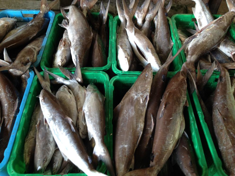 Giant Sea Catfish 2