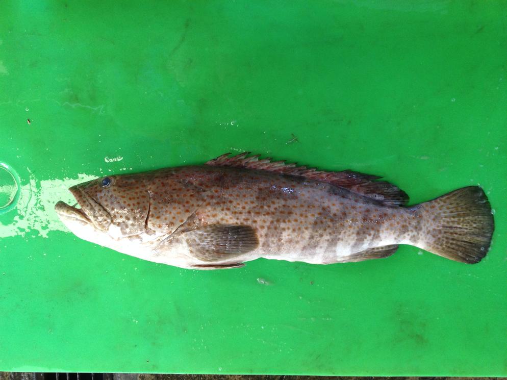 Brown Marbled Grouper