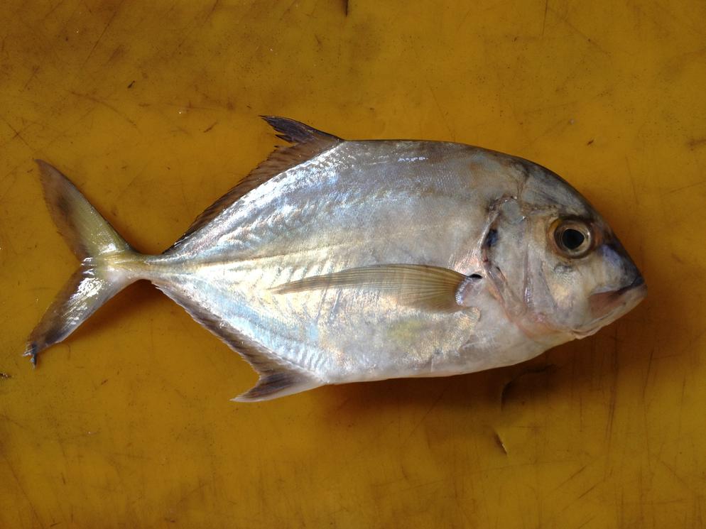 Malabar Trevally