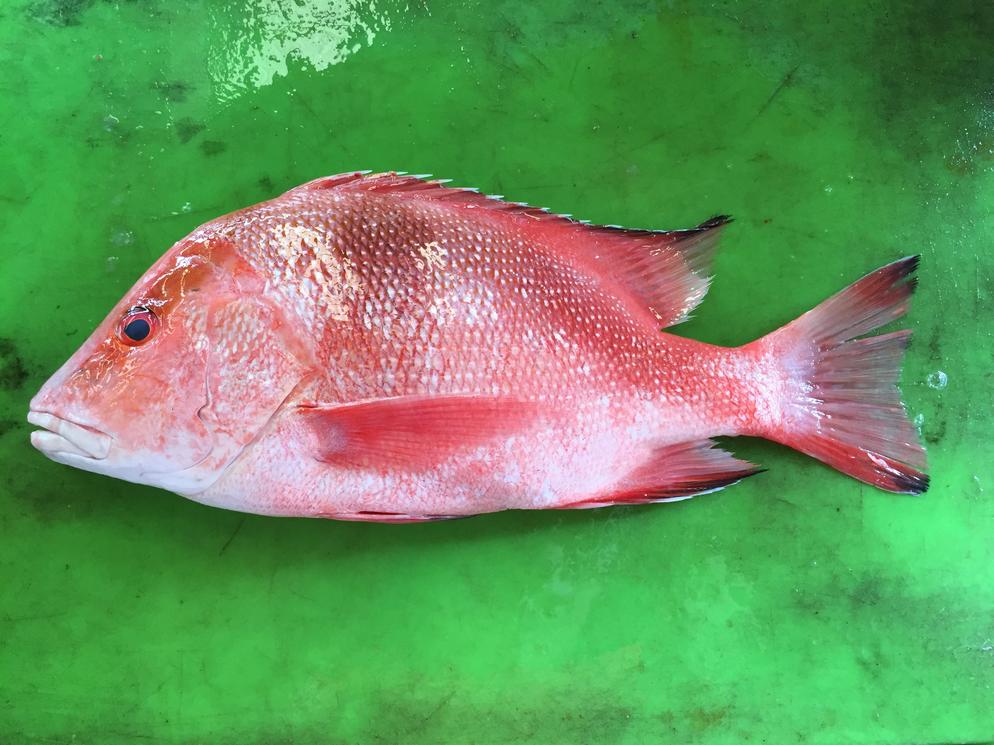 Emperor Red Snapper