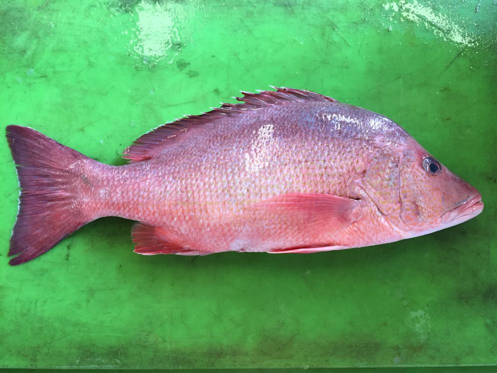 Yellow Streaked Snapper