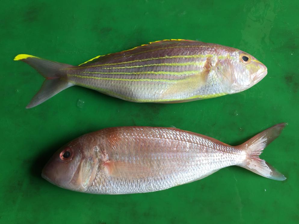 Threadfin Bream