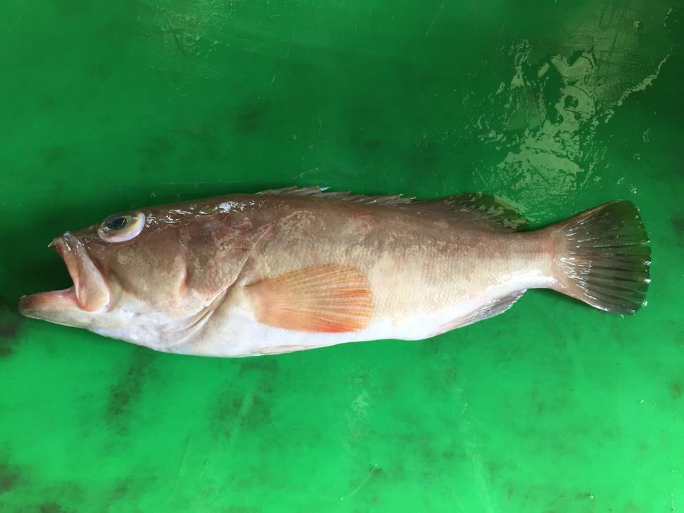 Bridled Grouper