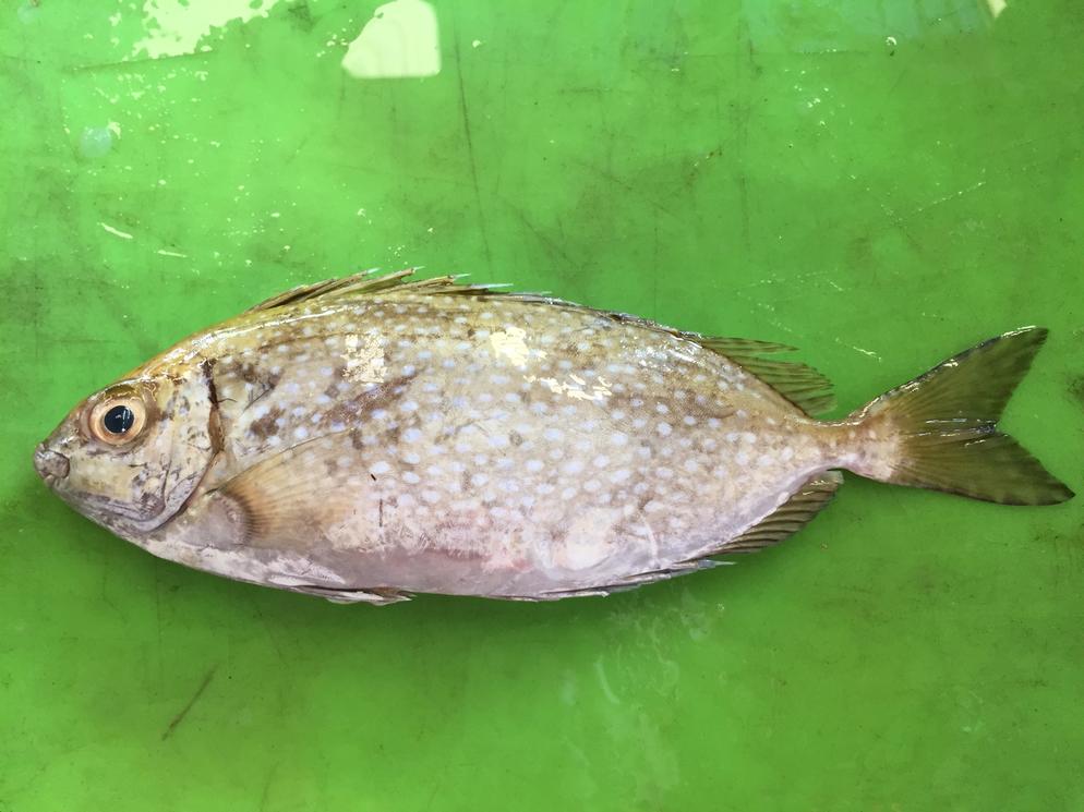 White Spotted Spinefoot