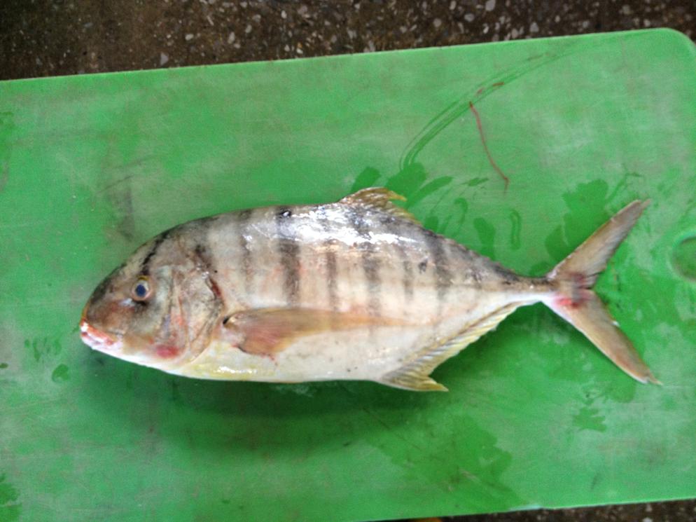 Golden Trevally