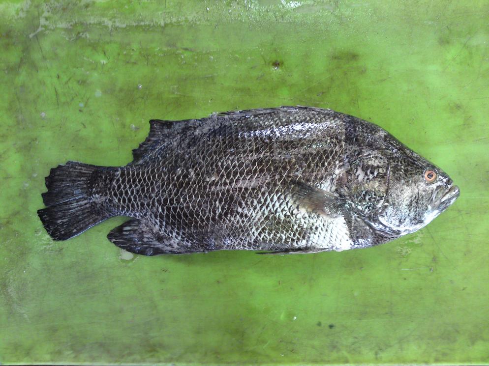 Atlantic Tripletail