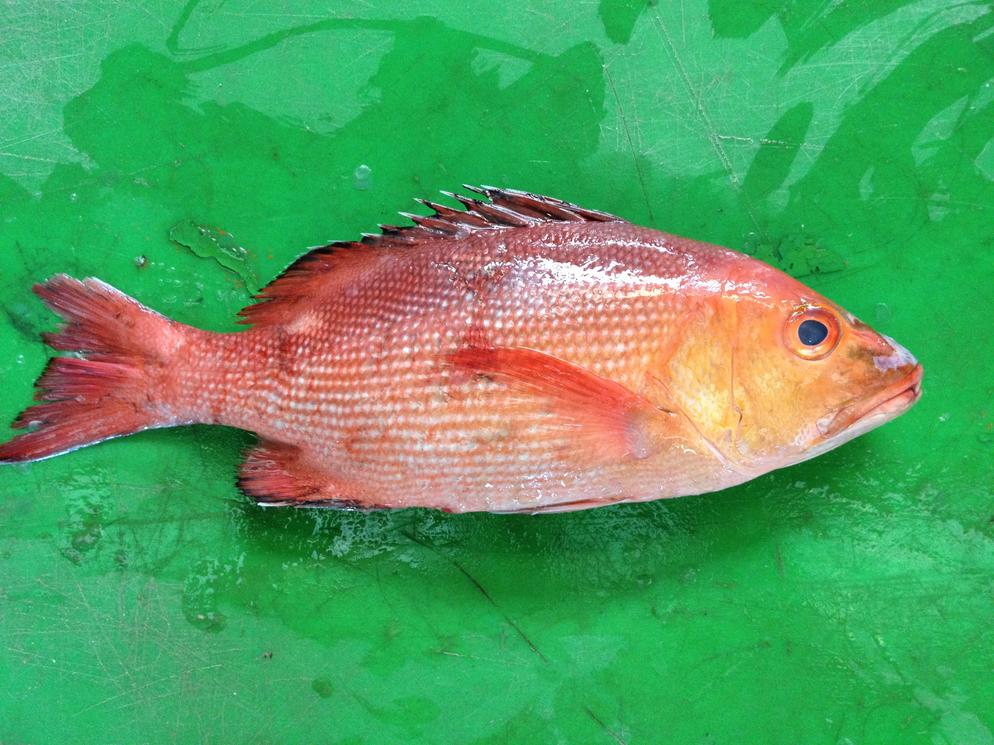 Twospot Red Snapper