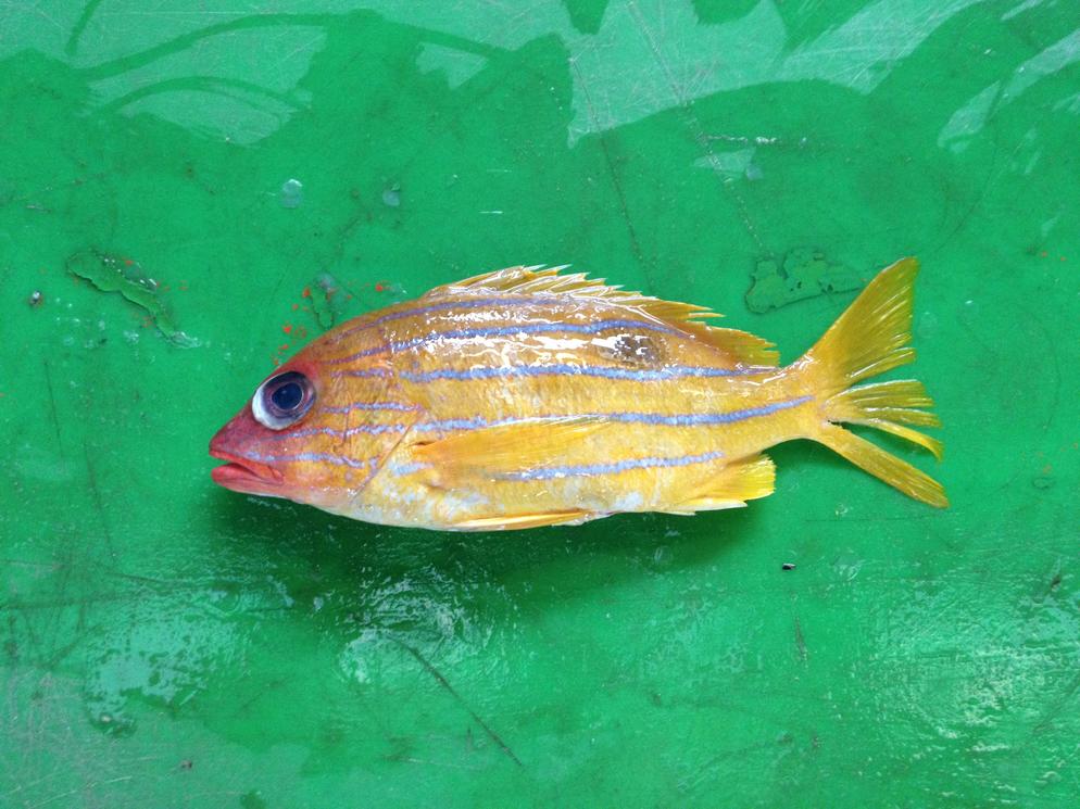 Five Lined Snapper