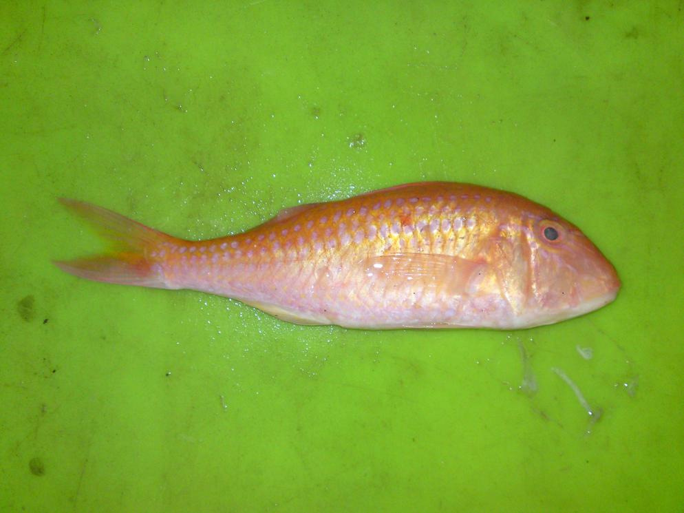 Goatfish