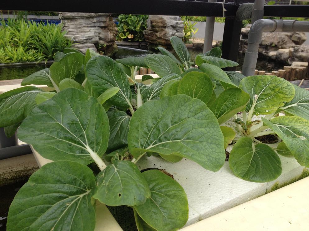 Plants02