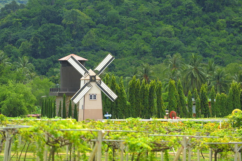 SILVERLAKE GRAPE FARM