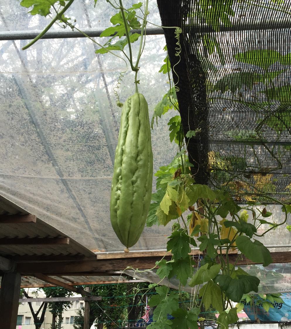 Crunching bitter gourd