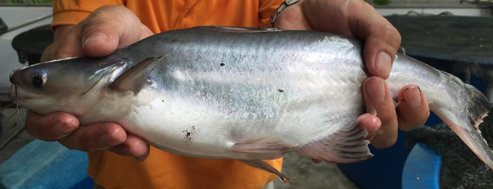 Patin (Catfish - 巴丁鱼)