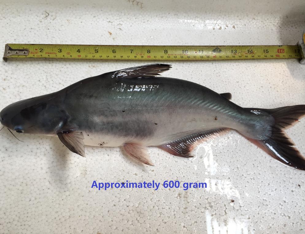 Patin Average Size