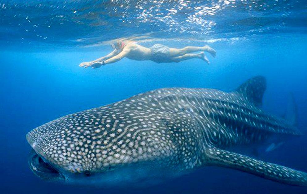 SWIMMING WITH WHALE SHARK