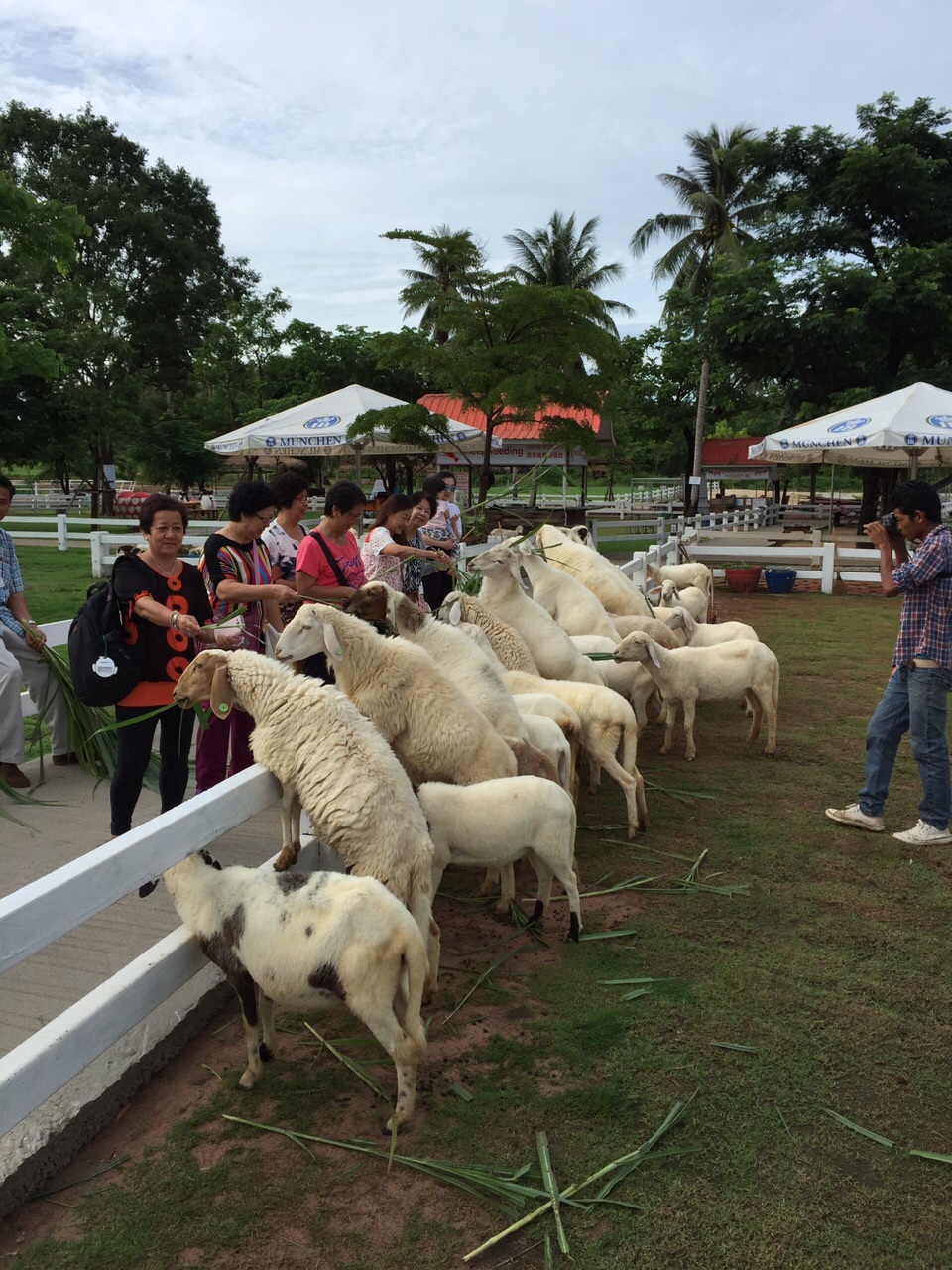 Pattaya Sheep Farm