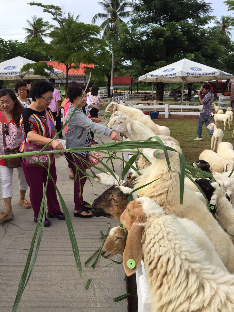 Pattaya Sheep Farm