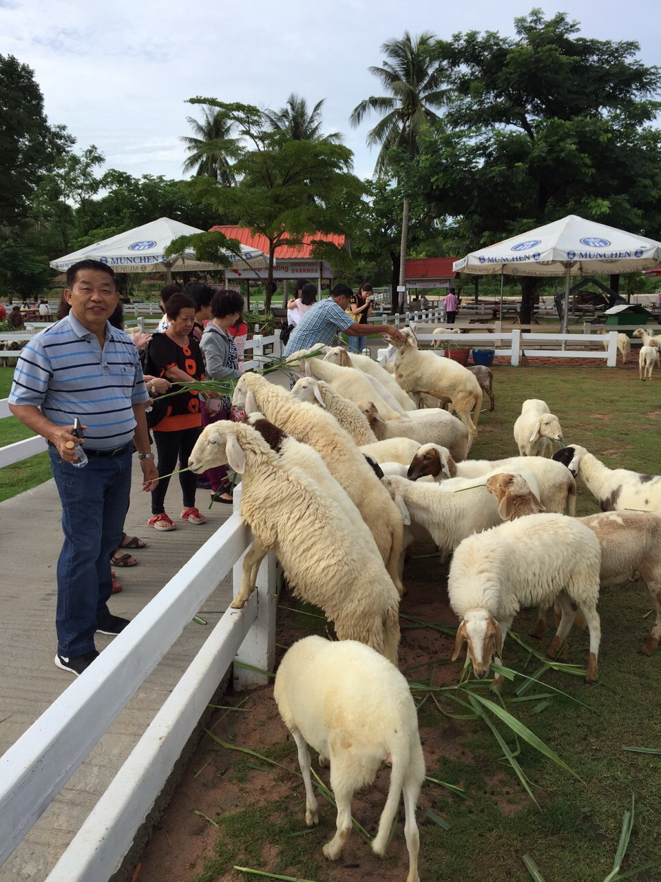 Pattaya Sheep Farm