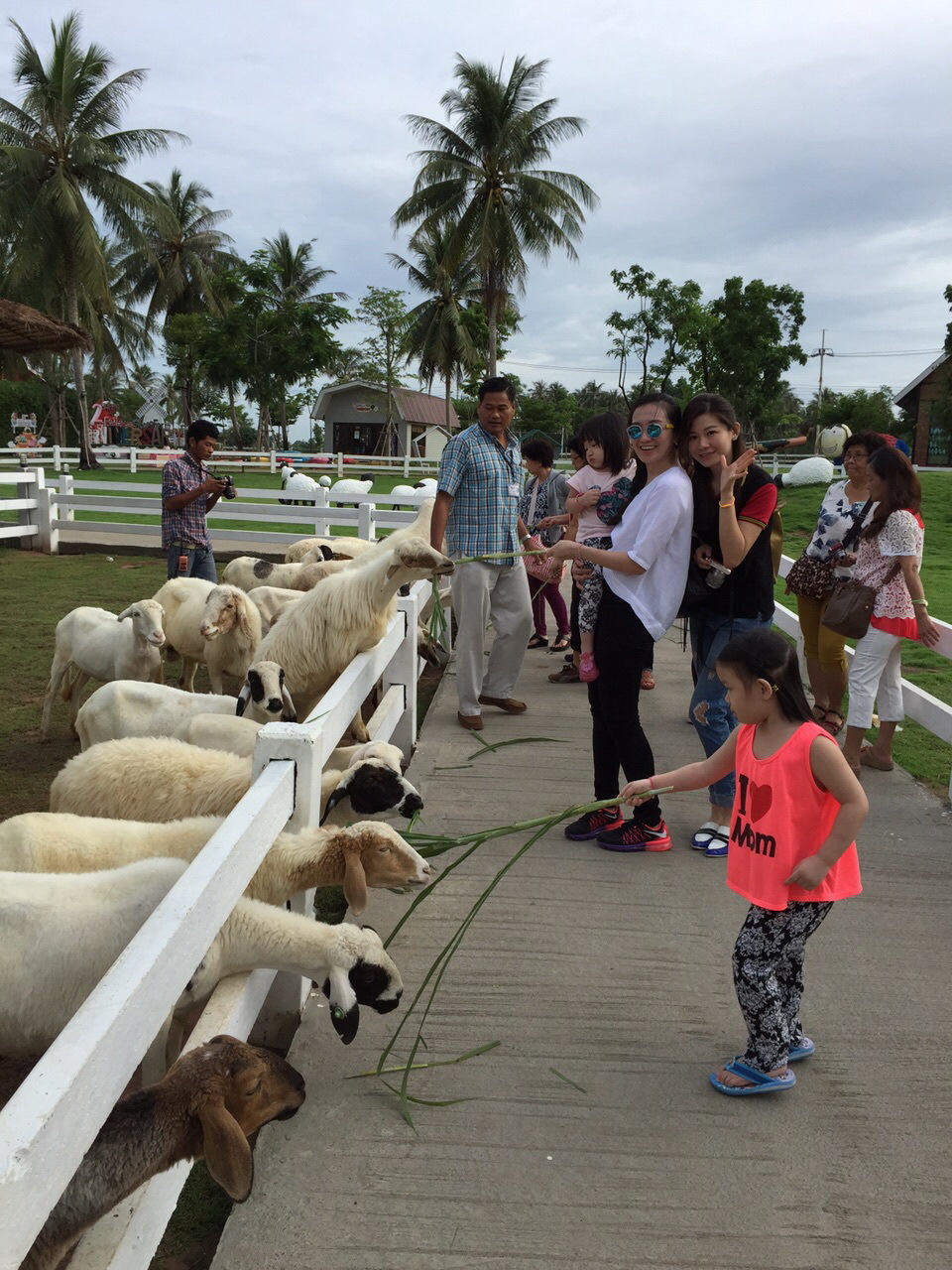 Pattaya Sheep farm