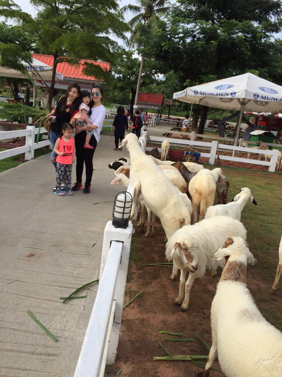 Pattaya Sheep Farm