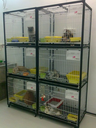 Lovely Pets House Pet Shops In Kedah