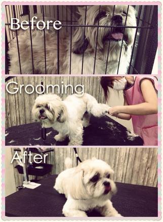 grooming2