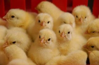Poultry Medicines