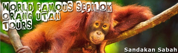 Sepilok Orang Utan