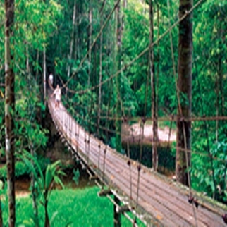 Lambir National Park1