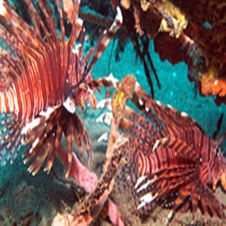 Miri Day Dive2