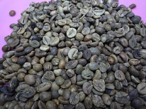 ROBUSTA GRADE 3