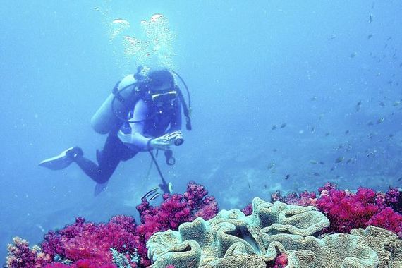 dive