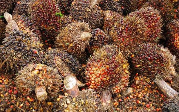 Oil Palm Fibre
