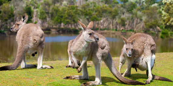5D4N GOLD COAST