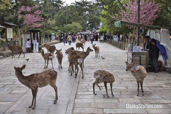 5D4N Japan ~ Osaka/Nara/Kyoto