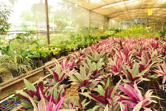 4D3N Davao / Eden Nature Park (PRIVATE TOUR 2 TO GO)