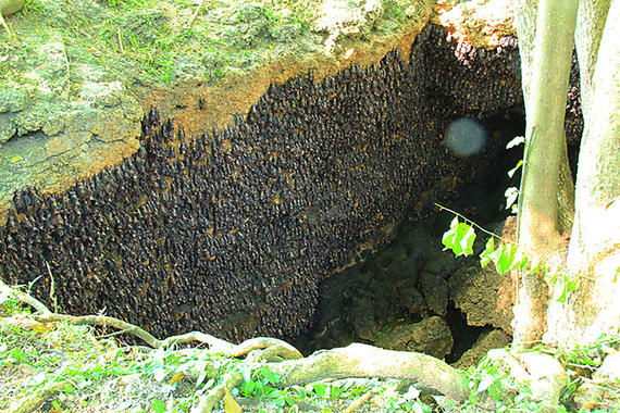 5D4N Davao / Eden Nature Park / Samal Island