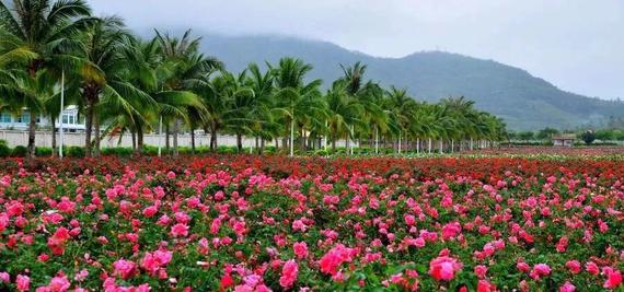 4D3N HAINAN/HAIKOU/XINGLONG/SANYA
