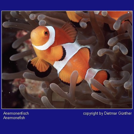 Anemone Fish