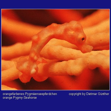 Orange Pygmy Seahorse