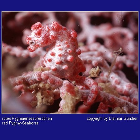 Red Pygmy Seahorse